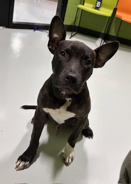 Timmy - Pit Bull Terrier