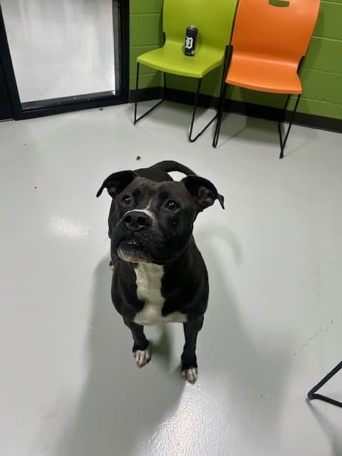 Hayden Pawner - Pit Bull Terrier