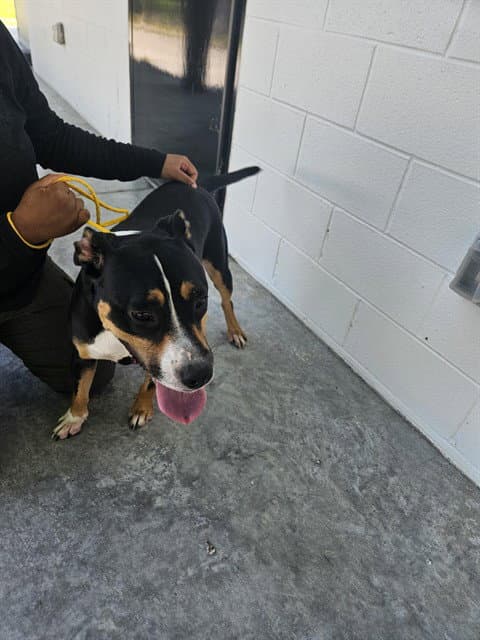 Unknown - Border Collie
