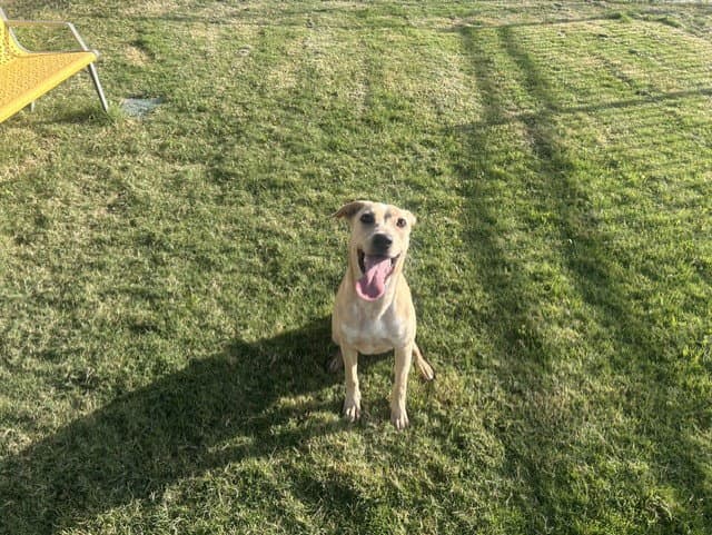 Unknown - Labrador Retriever
