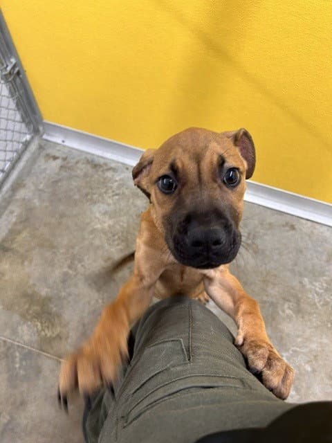 Unknown - Boxer