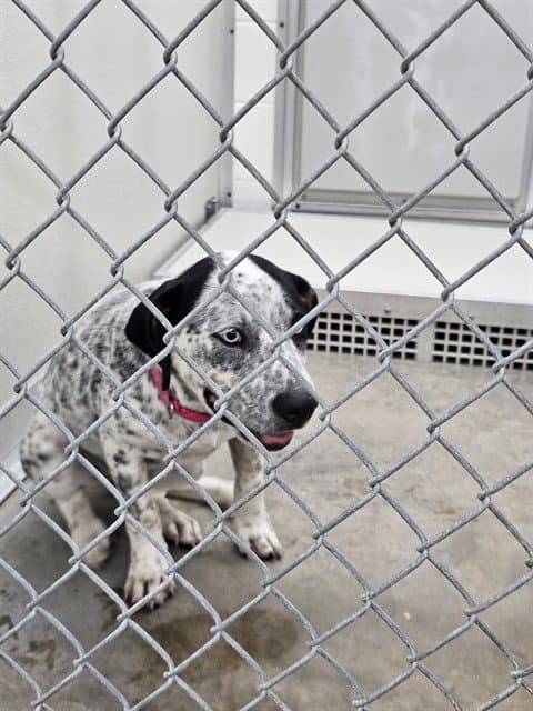 Unknown - Australian Cattle Dog/Blue Heeler