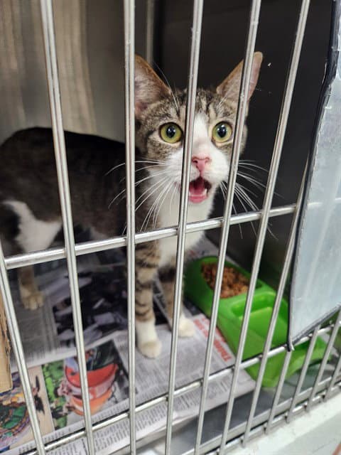 Joplin - Domestic Short Hair