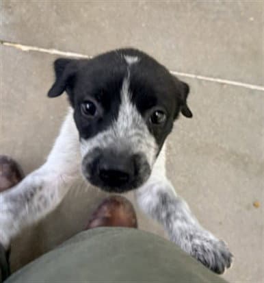 Unknown - Australian Cattle Dog/Blue Heeler