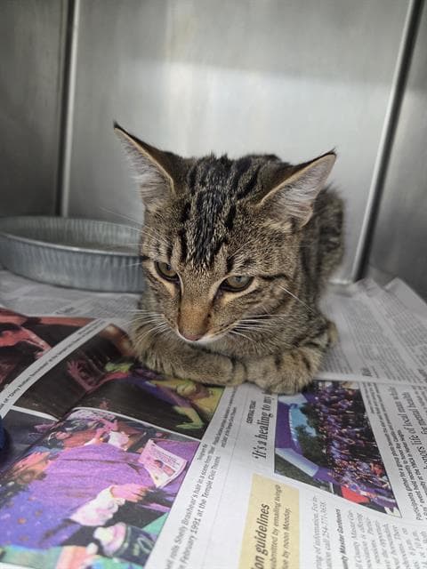 Unknown - Domestic Short Hair
