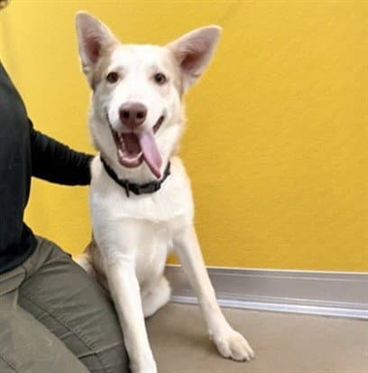 Major - Siberian Husky