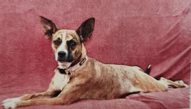 Sadie - Rat Terrier