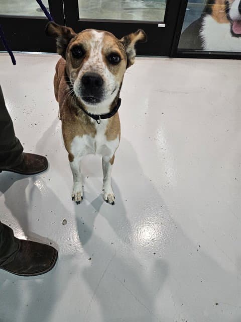 Unknown - Beagle