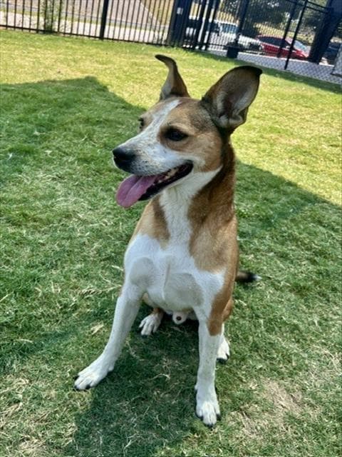 Unknown - Beagle