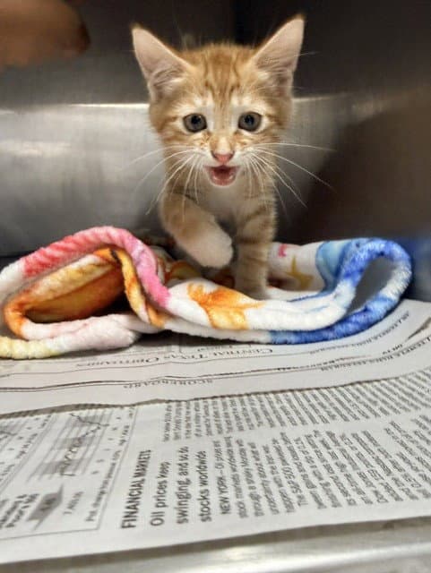 Unknown - Domestic Short Hair