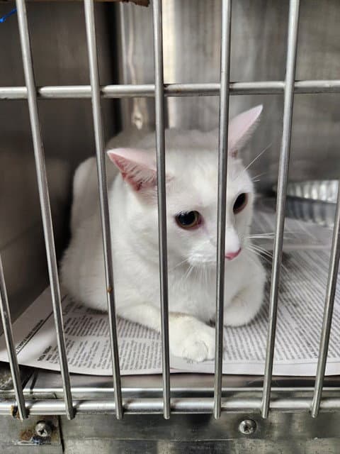 Paddinton - Domestic Short Hair