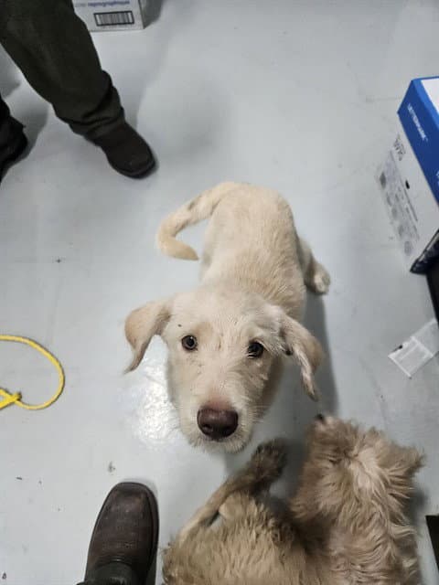 Unknown - Poodle (Standard)