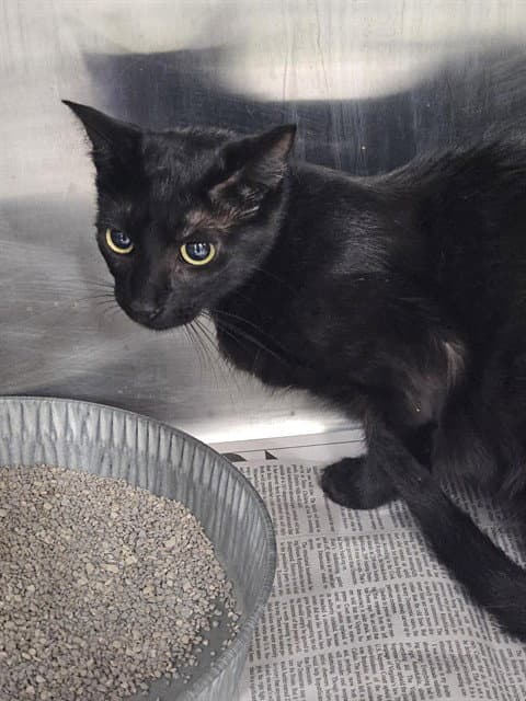 Unknown - Domestic Short Hair