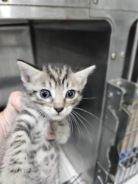 Unknown - Domestic Short Hair