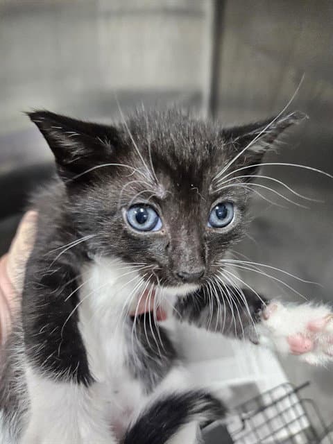 Unknown - Domestic Short Hair