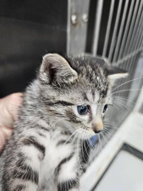 Unknown - Domestic Short Hair