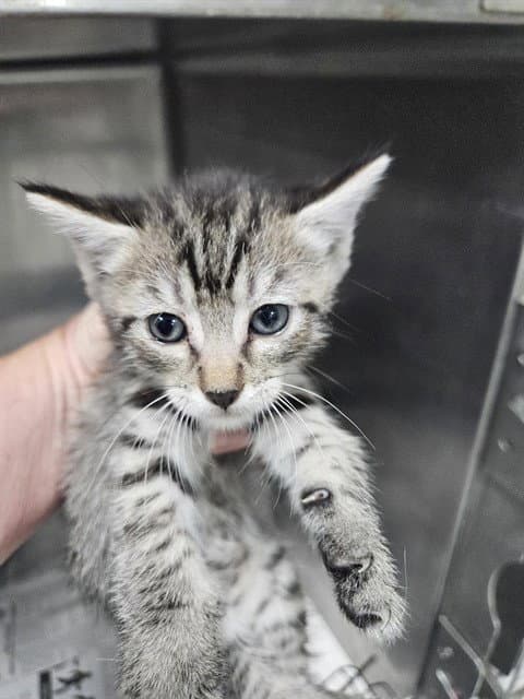 Unknown - Domestic Short Hair