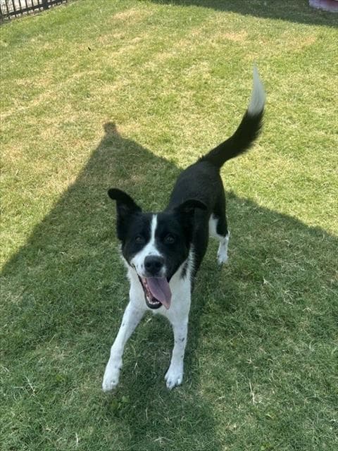 Taco - Border Collie