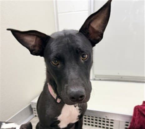 Unknown - Labrador Retriever