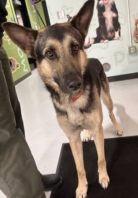 Unknown - German Shepherd Dog