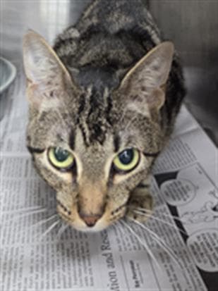 Unknown - Domestic Short Hair