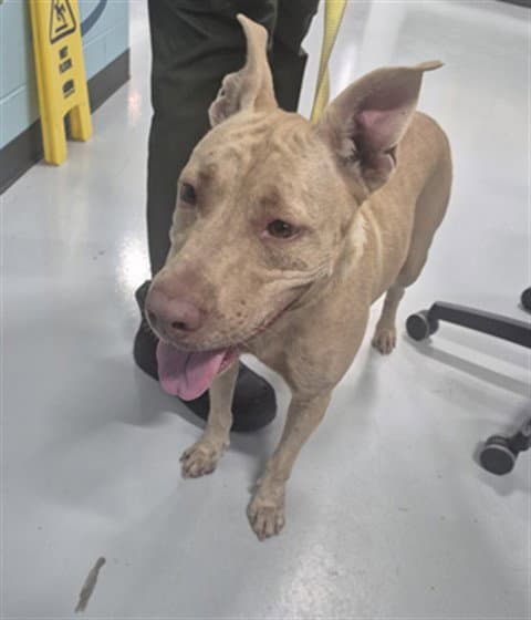 Unknown - Pit Bull Terrier