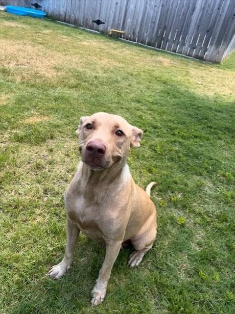 Unknown - Pit Bull Terrier