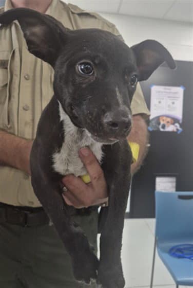 Unknown - Pit Bull Terrier