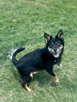Remy image 1
