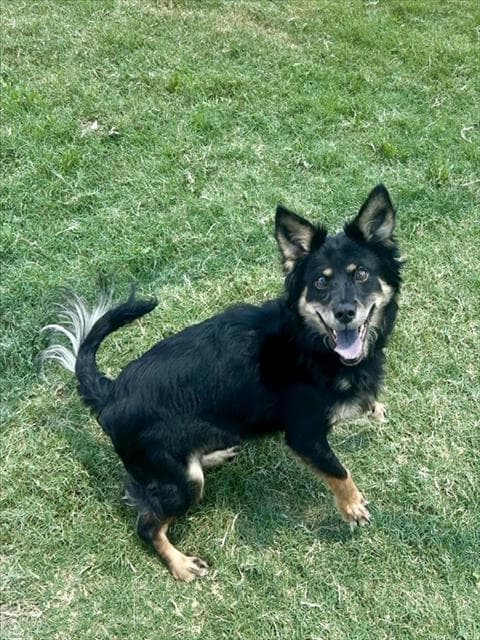 Remy - Chihuahua
