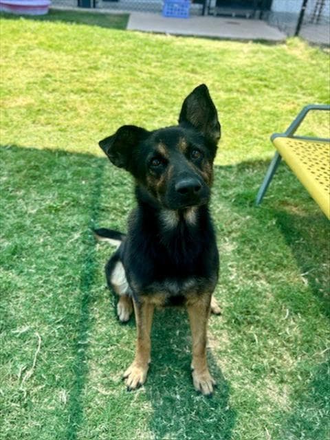Chikle - German Shepherd Dog