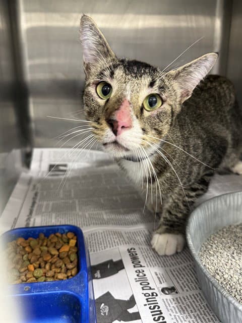 Ziggy - Domestic Short Hair