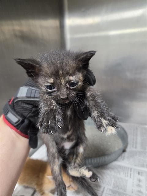 Unknown - Domestic Short Hair