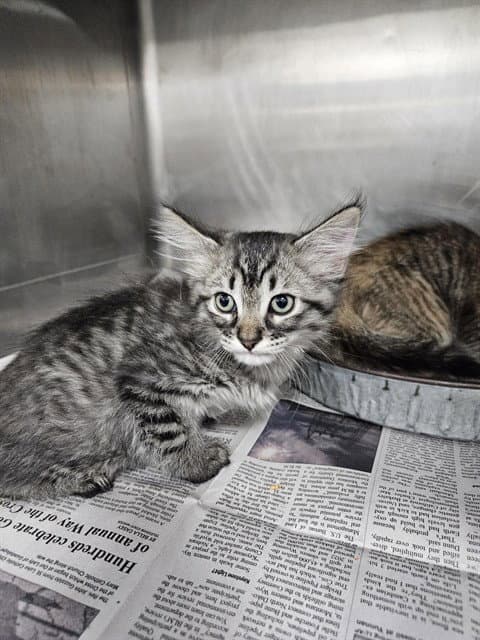 Unknown - Domestic Short Hair