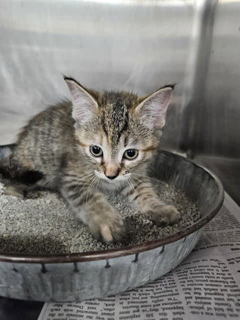 Unknown - Domestic Short Hair