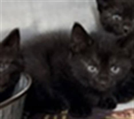 Jay - Domestic Short Hair