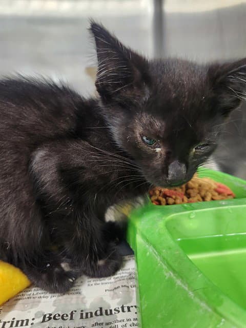 Unknown - Domestic Short Hair
