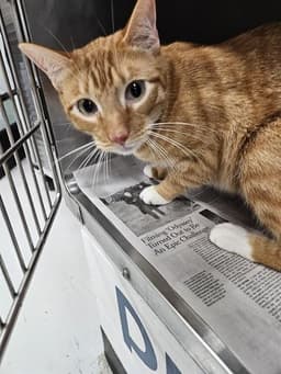 Tigger image 1