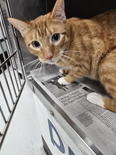 Tigger - Domestic Short Hair