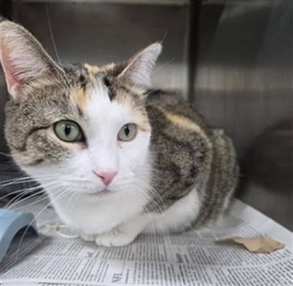 Libby - Domestic Short Hair