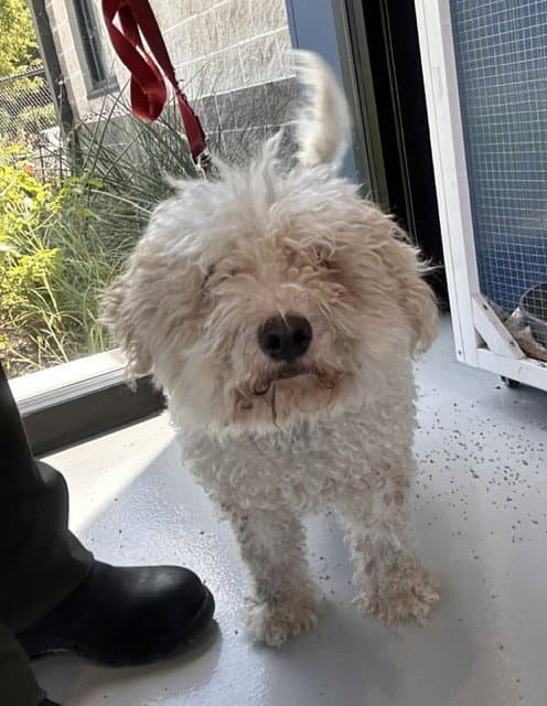 Velcro - Poodle (Miniature)