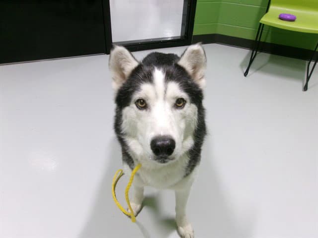 Unknown - Husky
