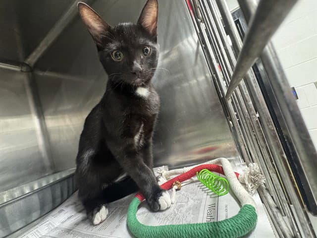 Dexter - Domestic Short Hair