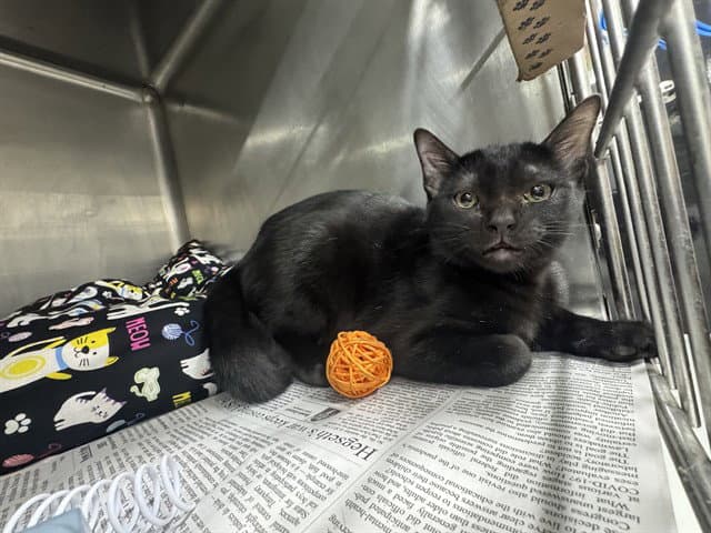 Ghost - Domestic Short Hair