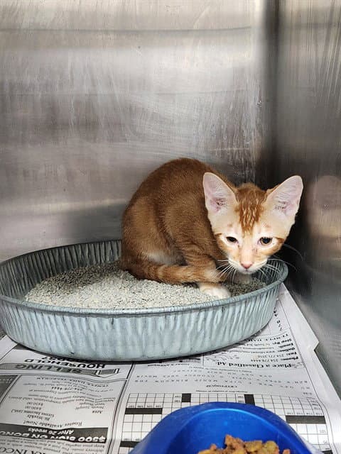 Unknown - Domestic Short Hair
