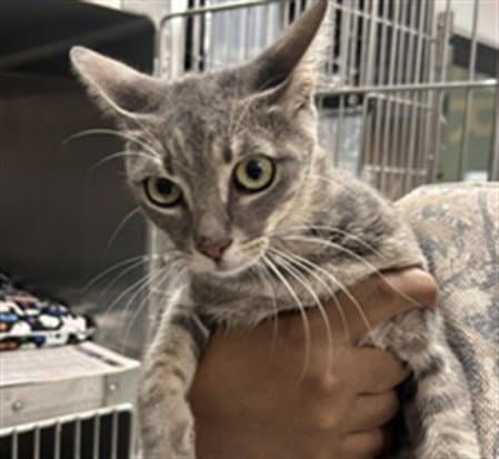 Pepper - Domestic Short Hair
