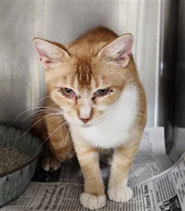 Unknown - Domestic Short Hair