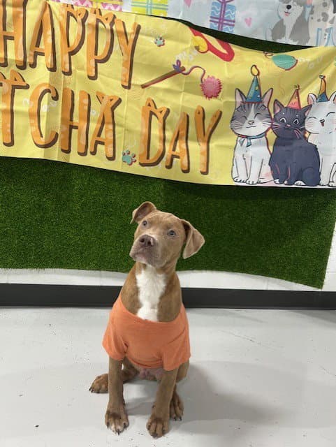 Oliver - Pit Bull Terrier