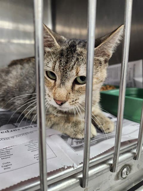 Unknown - Domestic Short Hair