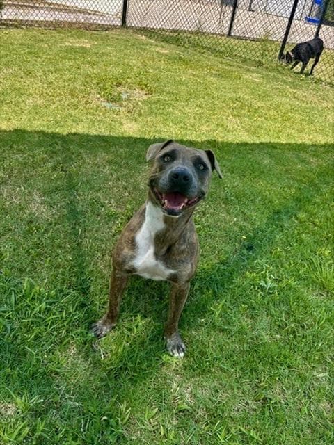 Lucy - Pit Bull Terrier